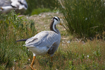 Image showing goose