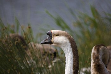 Image showing goose