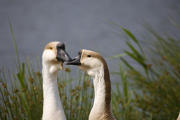 Image showing goose