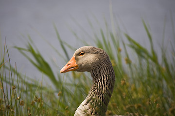 Image showing goose