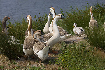 Image showing goose