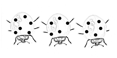 Image showing Ladybirds