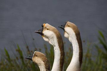 Image showing goose