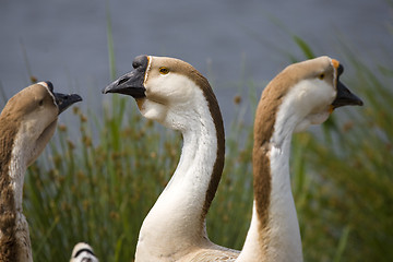 Image showing goose