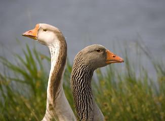 Image showing goose