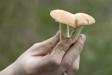 Image showing mushroom