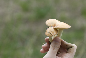 Image showing mushroom