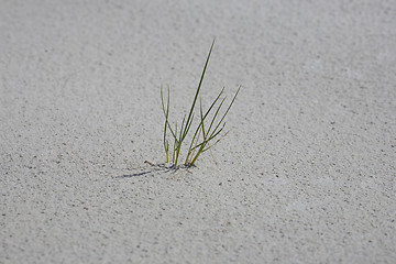 Image showing dune