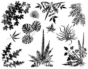 Image showing Grunge plant elements