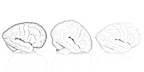 Image showing Human brains