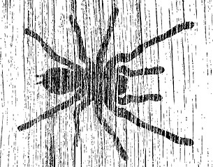 Image showing Grunge tarantula