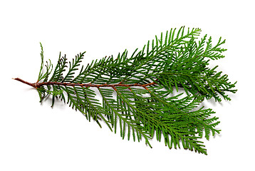 Image showing Thuja branch