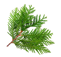 Image showing Branch of thuja