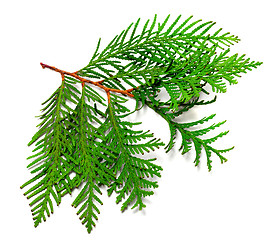 Image showing Twig of thuja