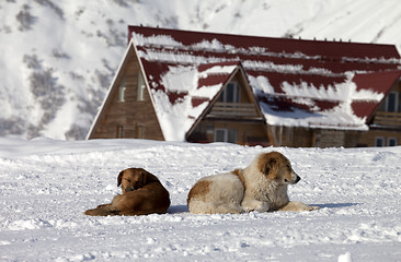 Image showing Two dogs rest on snow near hotel