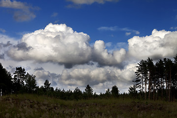 Image showing Pine forest and blue sky with clouds 