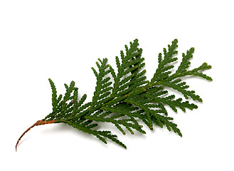 Image showing Branch of thuja isolated on white background