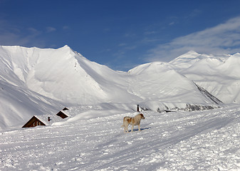 Image showing Dog on ski slope in nice day