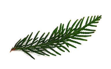 Image showing Thuja branch isolated on white background