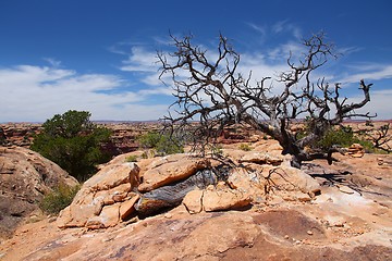 Image showing Canyonlands