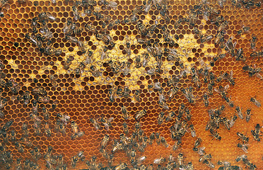 Image showing Bees in the hive