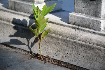 Image showing Success and hope conceipt: a small sprout growing out of pavemen