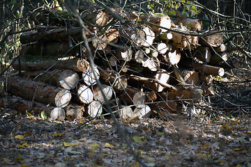 Image showing Logs cut  lying in the forest
