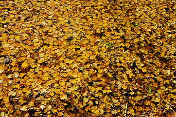 Image showing yellow leaves on water