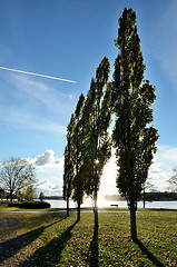 Image showing trees in park near lake