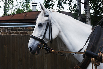 Image showing closeup of harnessed white horse outdoor