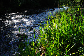 Image showing fast river and green grass