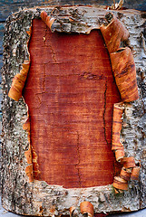 Image showing closeup of the bark a birch tree