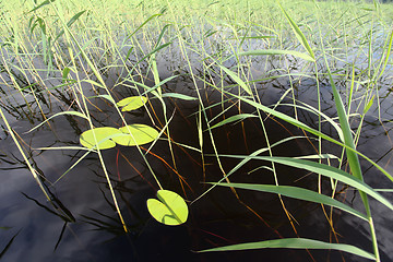 Image showing leaves of water lilies and reeds on the water