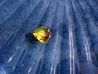 Image showing Yellow leaf on blue surface