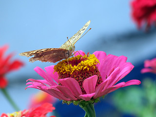 Image showing The greater butterfly on a pink flower2