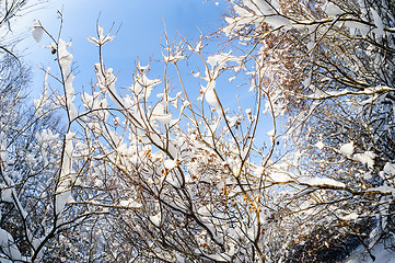 Image showing snowy winter forest