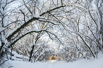 Image showing snowy winter forest