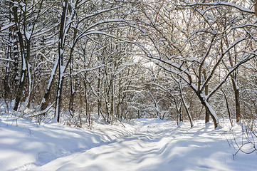 Image showing snowy winter forest