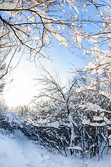 Image showing snowy winter forest
