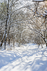 Image showing snowy winter forest