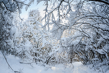 Image showing snowy winter forest