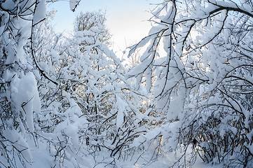 Image showing snowy winter forest