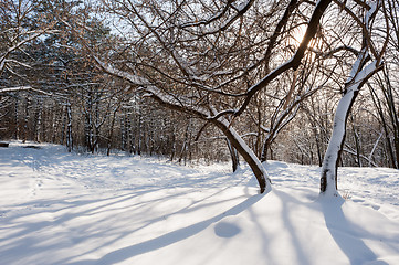 Image showing snowy winter forest