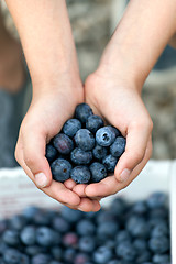 Image showing Blueberry Handful