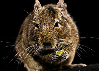 Image showing degu mouse with pet food in paws