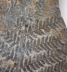 Image showing fossil plant fern pattern on stone surface texture