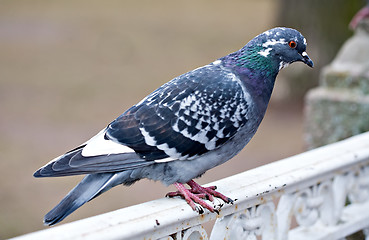 Image showing grey pigeon bird closeup