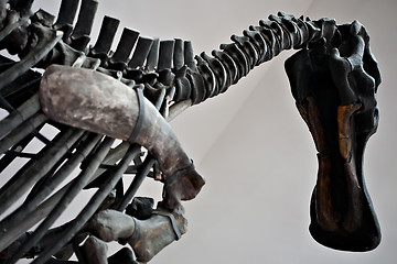 Image showing big dinosaur skeleton