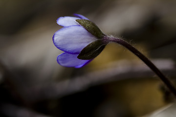 Image showing liverleaf