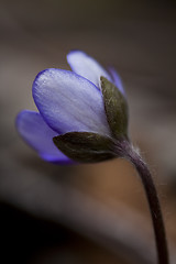 Image showing hepatica